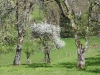 02fleurs